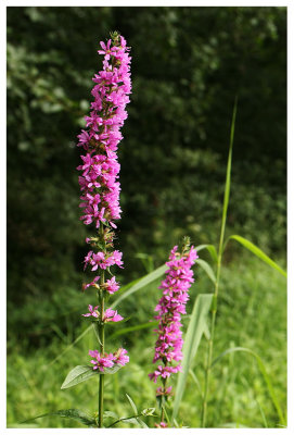 Lythrum salicaria