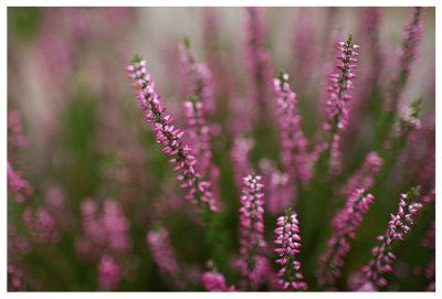 Calluna vulgaris