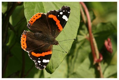 Vanessa atalanta