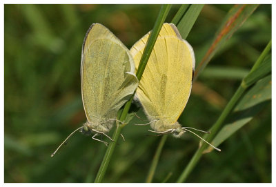 Pieris rapae