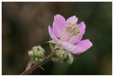 Rubus fruticosus