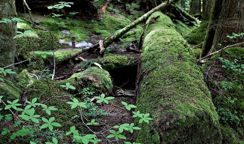 Deception Falls 1.jpg