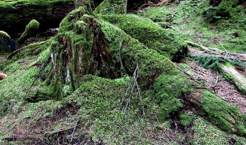 Deception Falls 2.jpg