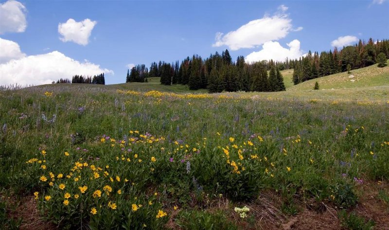Wildflowers