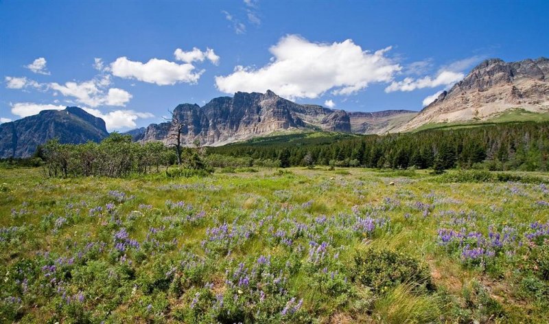 Wildflowers