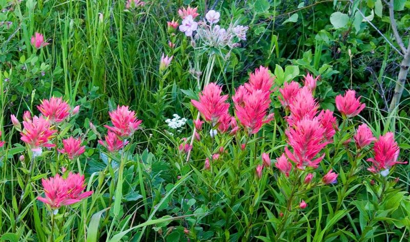 Indian Paintbrush