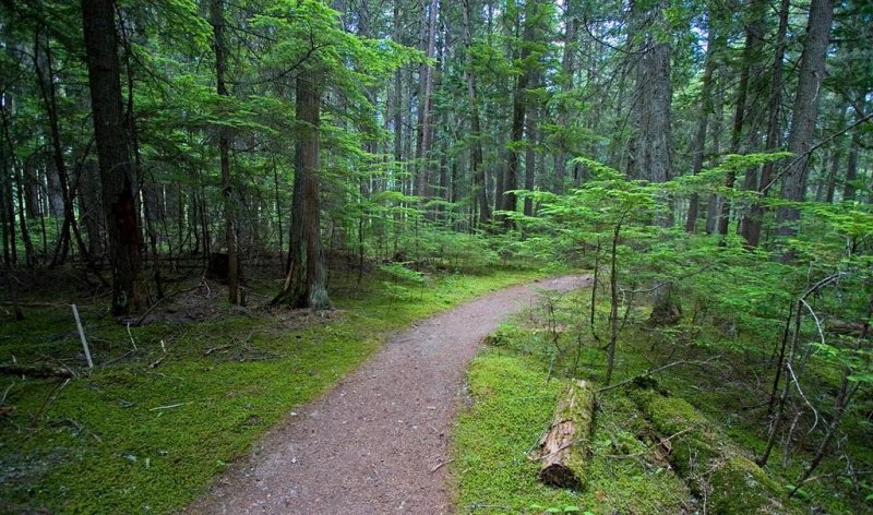 Trail To McDonald Falls