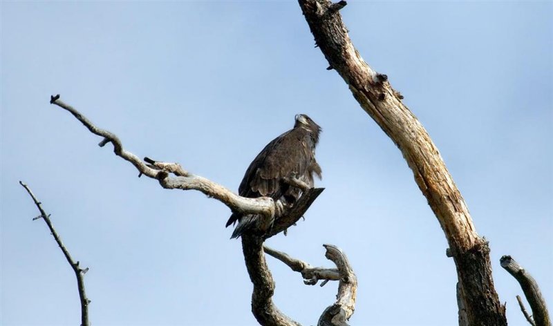 Young Eagle