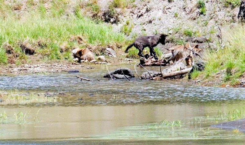 Wolf Cubs 
