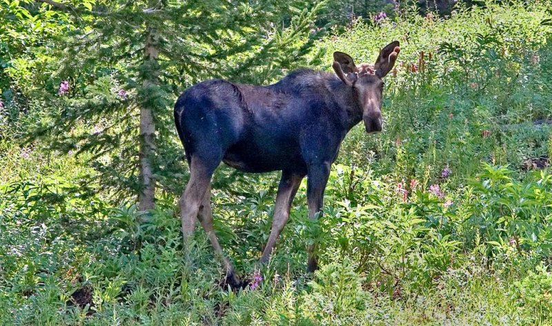Moose