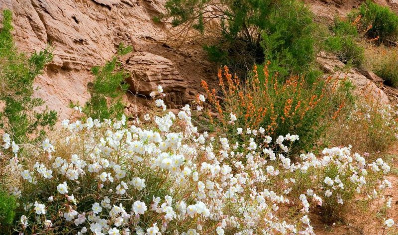  Wildflowers  
