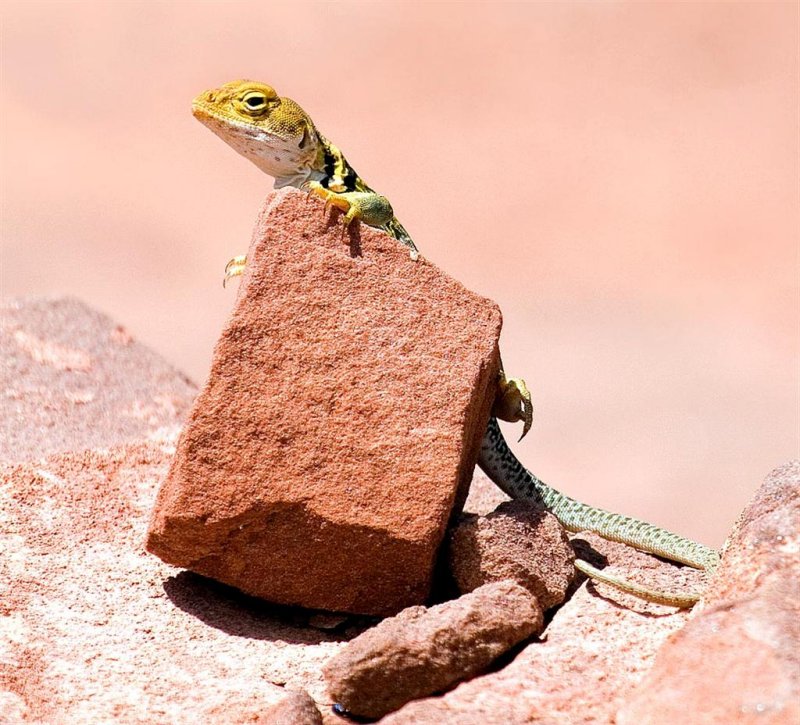 Collared Lizard