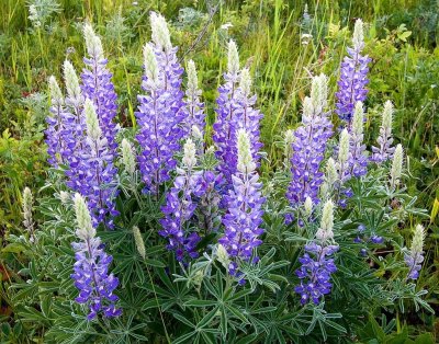 Lupine