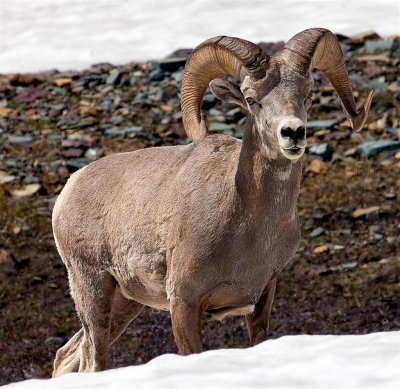 Bighorn Sheep