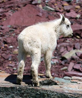 Baby Mountain goat