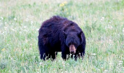  Yellowstone Bear