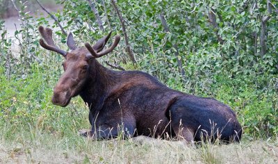 Moose