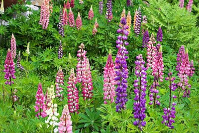 Lupines
