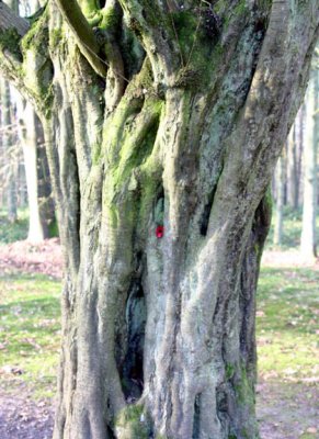 The last tree in Delville Wood.jpg