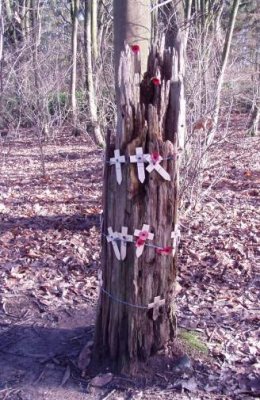 Tree at Ypres.JPG