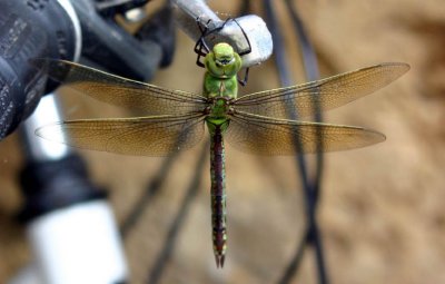 Normandy Dragonfly