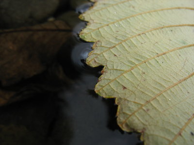 leaf in stream