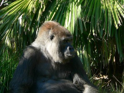 Mountain Gorilla SD zoo