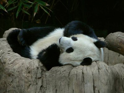 relaxed Panda Bear SD zoo