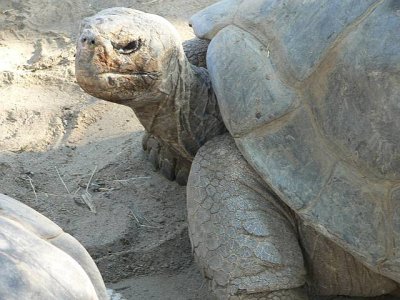 Galapgos tortoise SD zoo