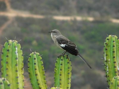 Songbird on cactus Balboa Park