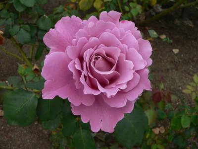 Balboa Park rose