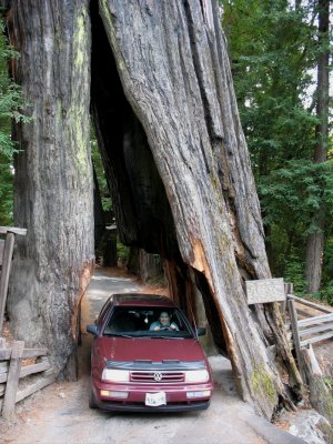 HM-drive thru tree.jpg
