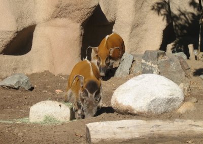 red river hogs a pig of beauty is a joy forever