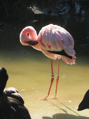 flamingo