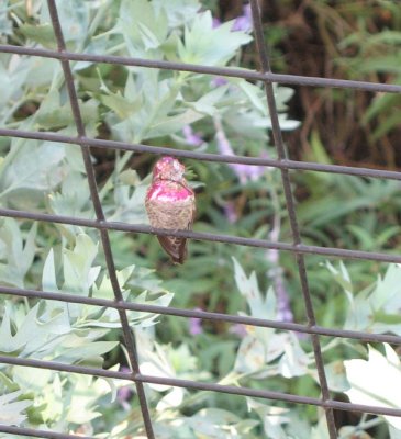 hummingbird