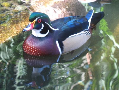wood duck