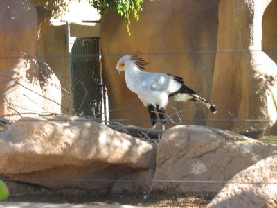 secretary bird