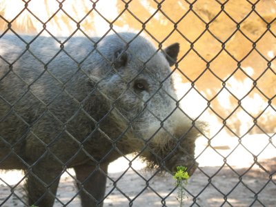 bearded pig
