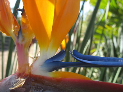 bird of paradise
