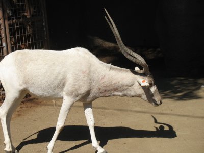 this is not a kudu, even though the horns and mask are the right shape