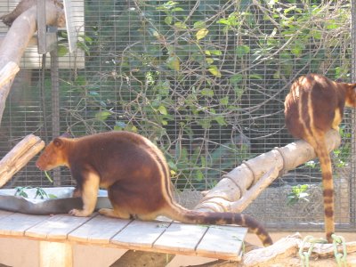 tree kangaroos