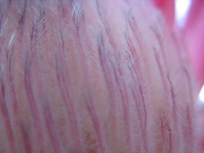 protea up close