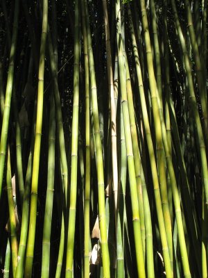 bamboo thicket