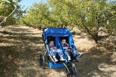 Strolling through the Asian pear and apple orchards