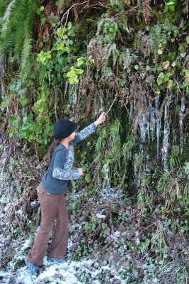 Saba harvsting icicles