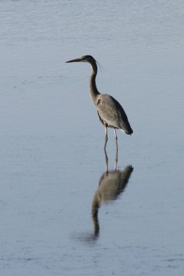 Great Blue Heron in Netart Bay