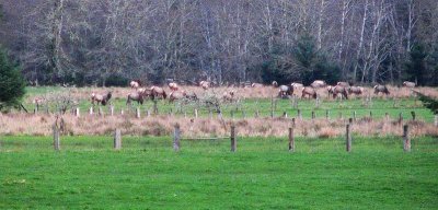 Elk on Cowan Ranch