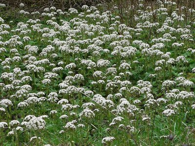 Coltsfoot 1