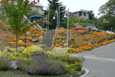 WATERFRONT HILLSIDE FLOWERS