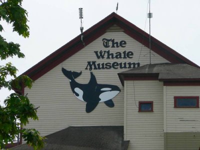 BACK of WHALE MUSEUM